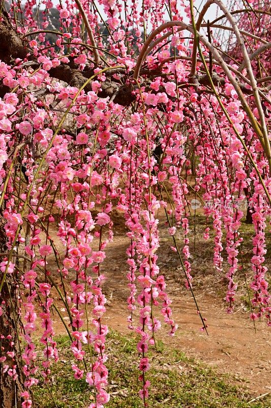 梅花:粉红色