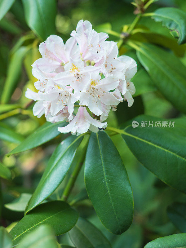 花园里盛开着白色的杜鹃花