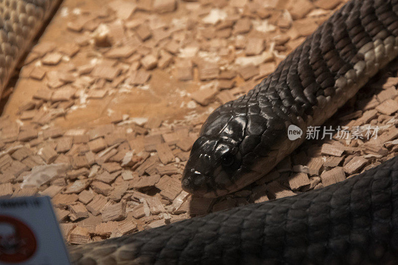 眼镜蛇，也叫带状埃及眼镜蛇，是一种在饲养箱中具有神经毒素的剧毒物种