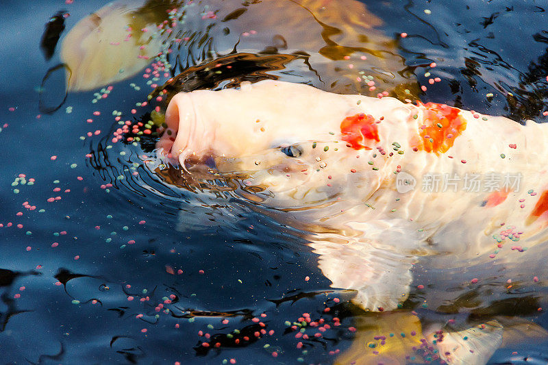 锦鲤(鲤红)或锦鲤(阿穆尔鱼)近距离游泳在池塘