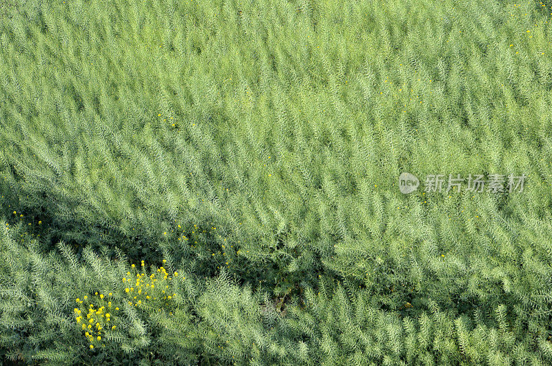 油菜花领域