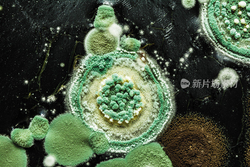 霉菌呈黄色，呈绿色圆形，表面呈黑色，背景为宏观抽象