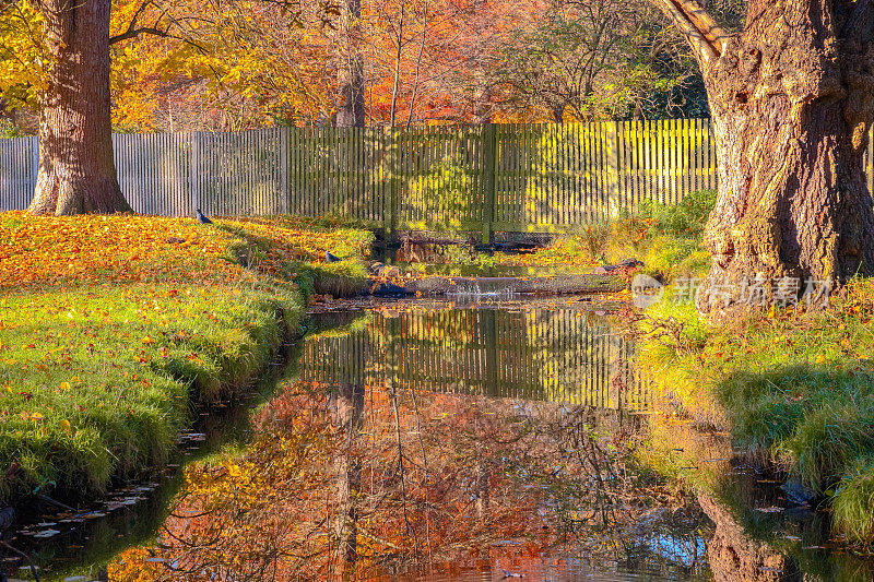 池塘在茂密的公园与秋天的景象