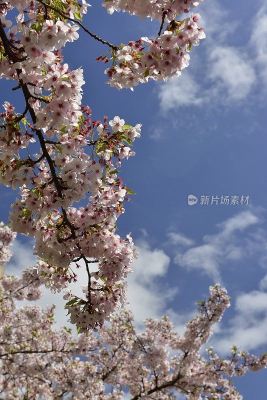 樱花树，泽西岛，英国