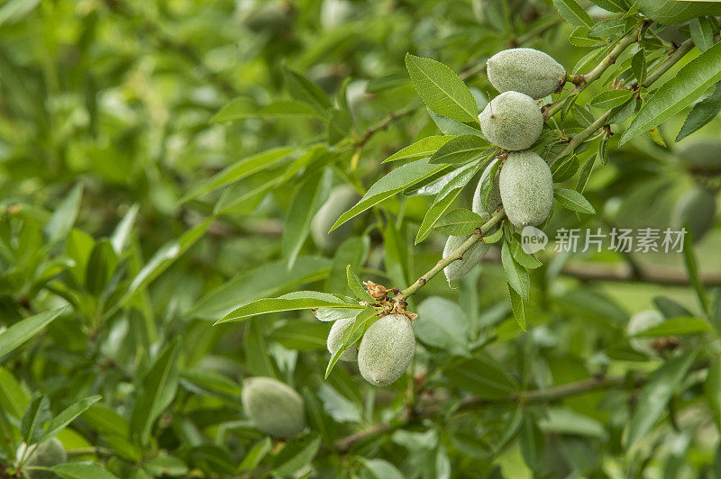 加利福尼亚中部果园里成熟的杏仁特写