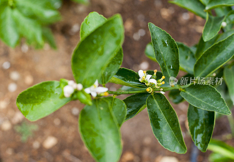 果园里的青柠水果和鲜花