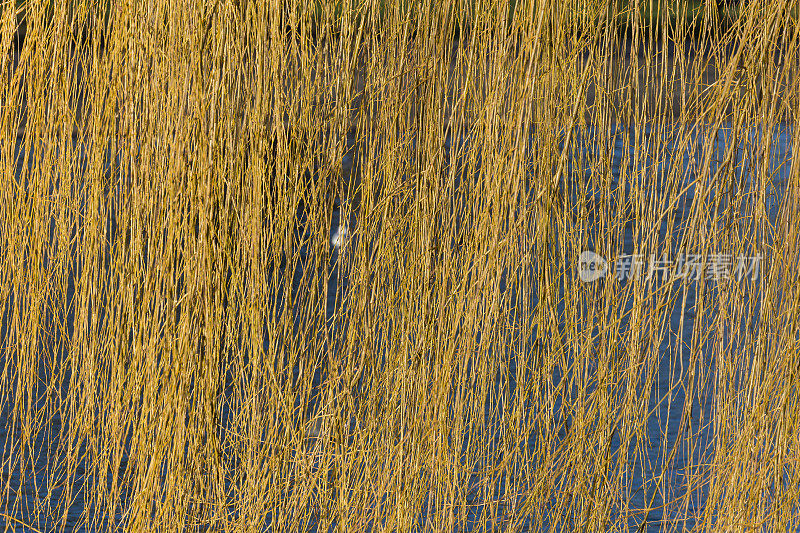 长长的柳枝悬在湖面上