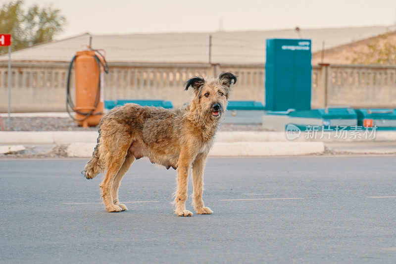 一只被遗弃的流浪狗站在街上。