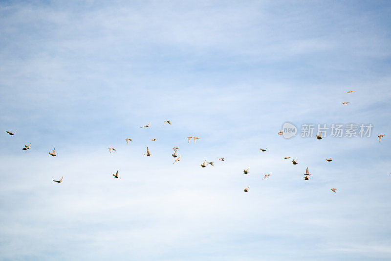 天空背景上的一群小鸟