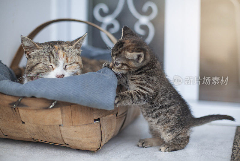 一只猫妈妈带着一只在旧篮子里的小猫