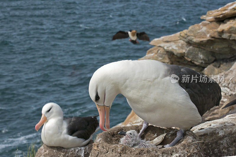 黑眉信天翁妈妈和刚出生的雏鸟