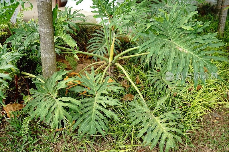 花盆里的巨妖树