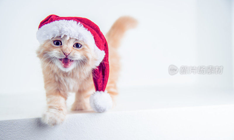 戴着圣诞帽的有趣的红色小猫