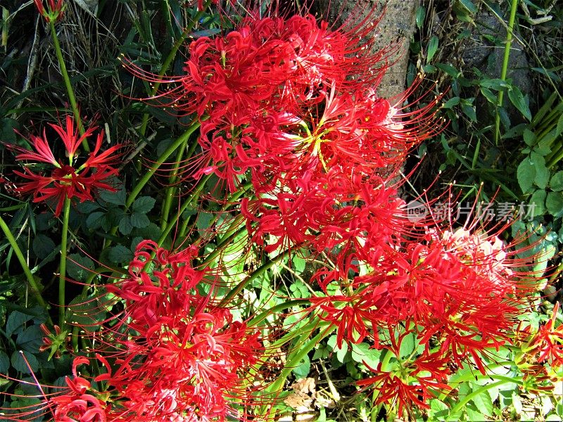 日本。9月。秋天开花。石蒜花，或称蜘蛛百合。