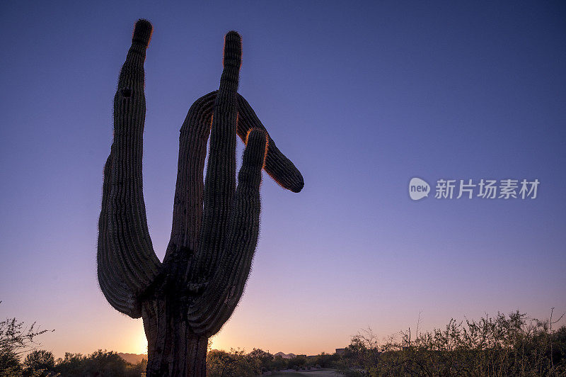 撒瓜罗对日落天空