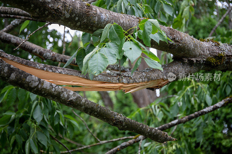 在一个房子的后院，从一棵倒下的树折断的树枝的特写