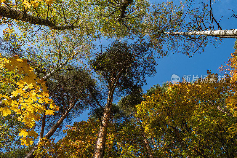 秋日，桦树和松树的顶端汇聚在画框的中心。