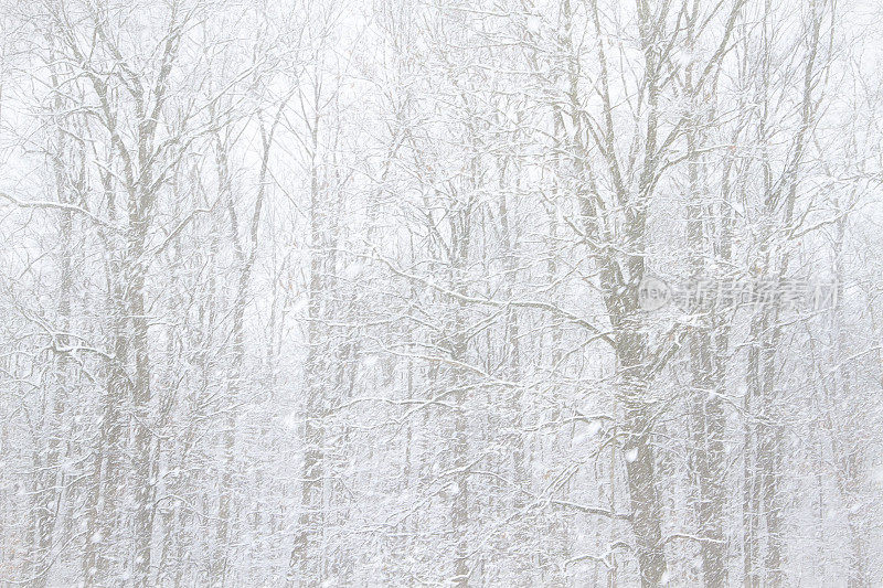 暴风雪在我们的森林-完整的框架