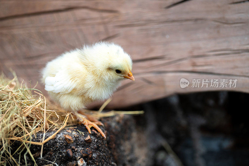 小黄色的小鸡