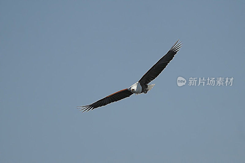 非洲Fish-Eagle