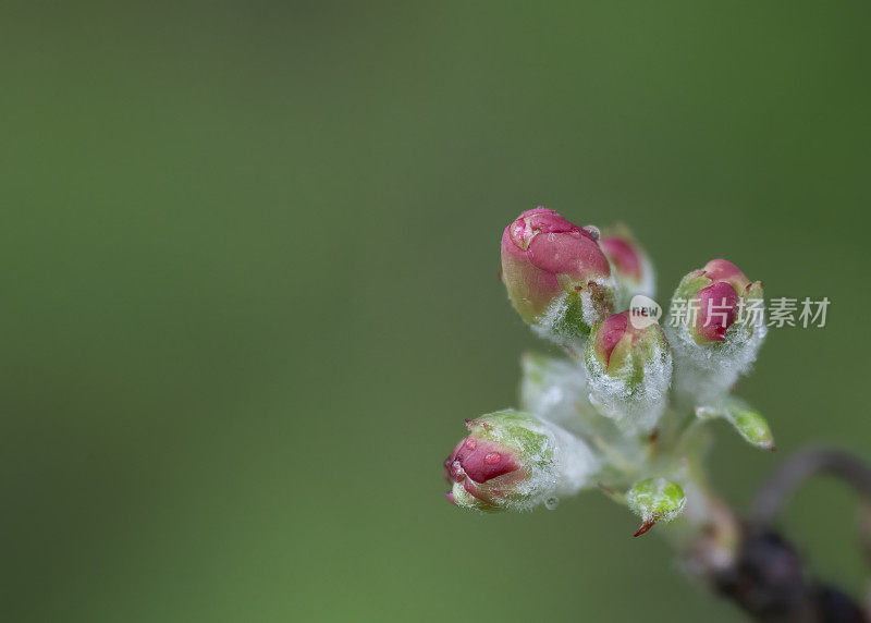 苹果花味蕾