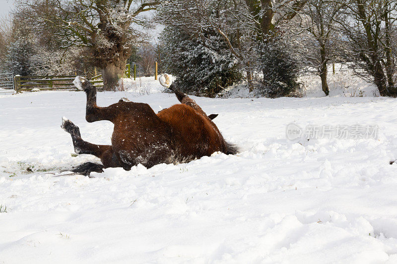 在寒冷的冬天，美丽的栗色马在英国什罗普郡乡村的雪地上打滚，享受刚刚落下的雪