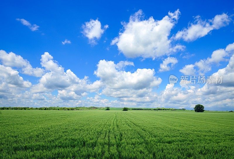 绿色的田野和蓝色的天空