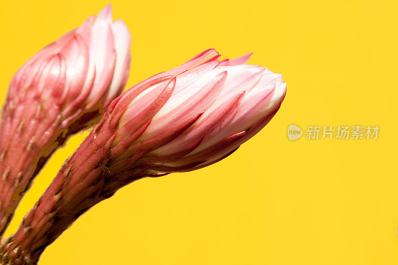 两朵粉红色的Protea花，充满活力的黄色墙
