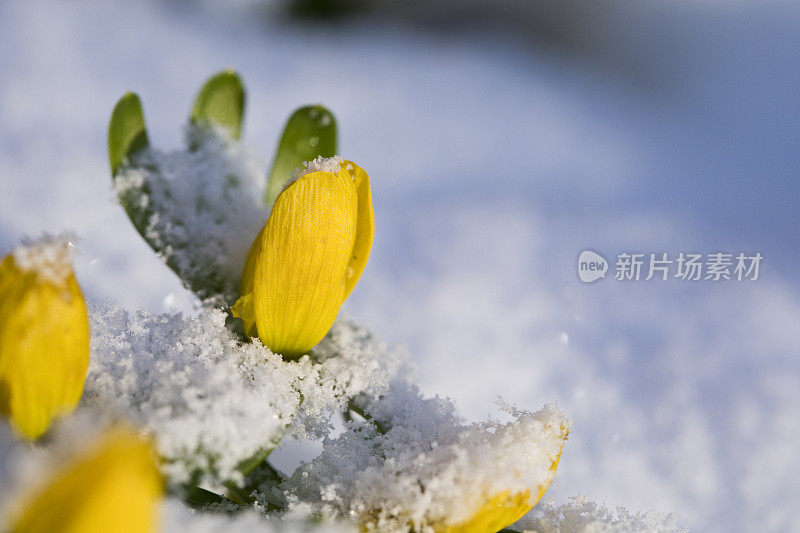 冬附子在花在花园里的雪