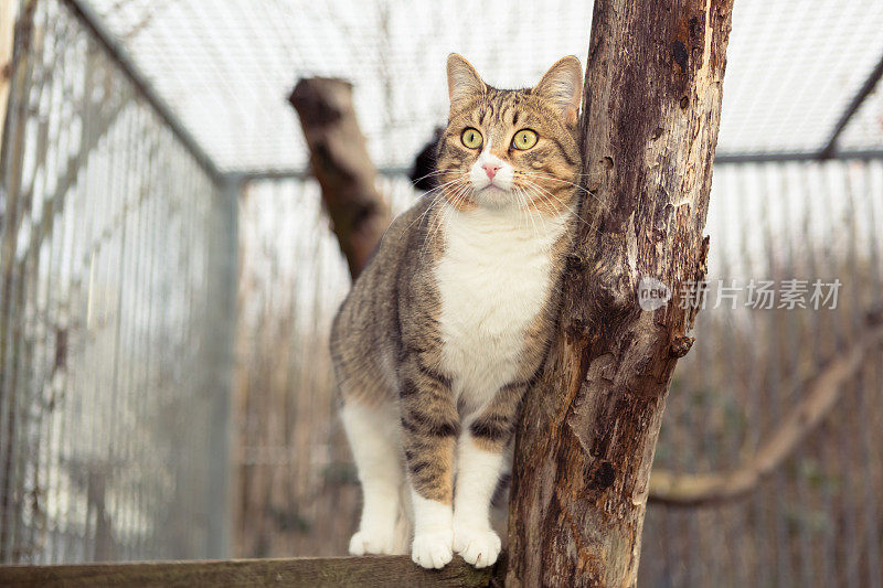 猫在动物收容所的户外围场