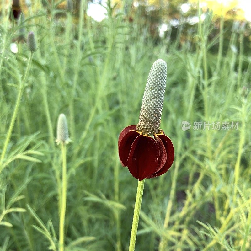 草原松果花墨西哥帽子野花