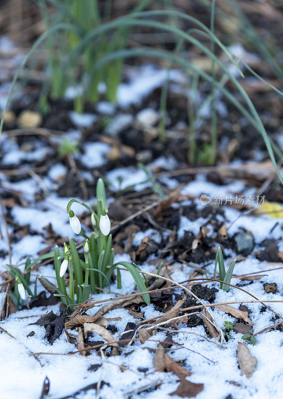 小雪飘落在有雪花莲的花坛上