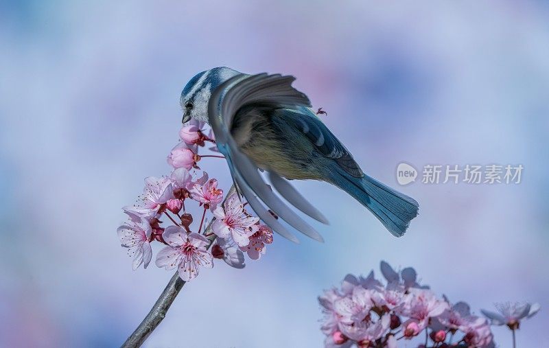 樱桃李子上的蓝色山雀