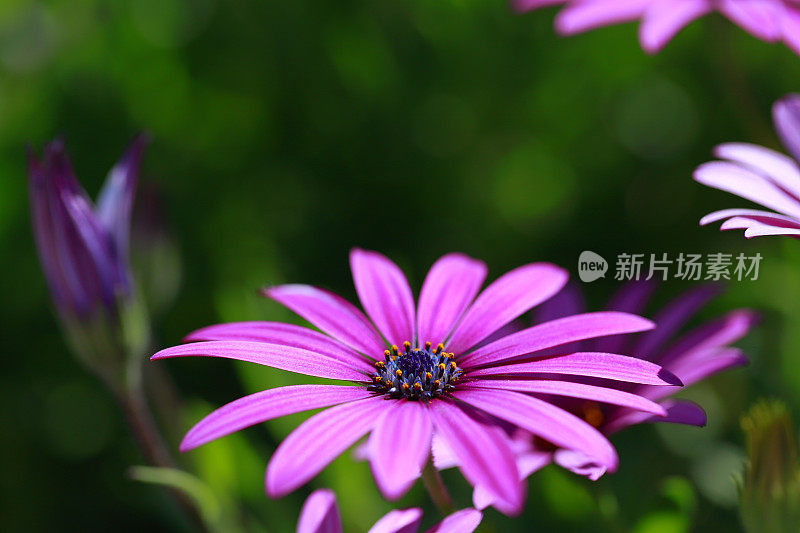 雏菊紫色Gazania特写花拷贝空间