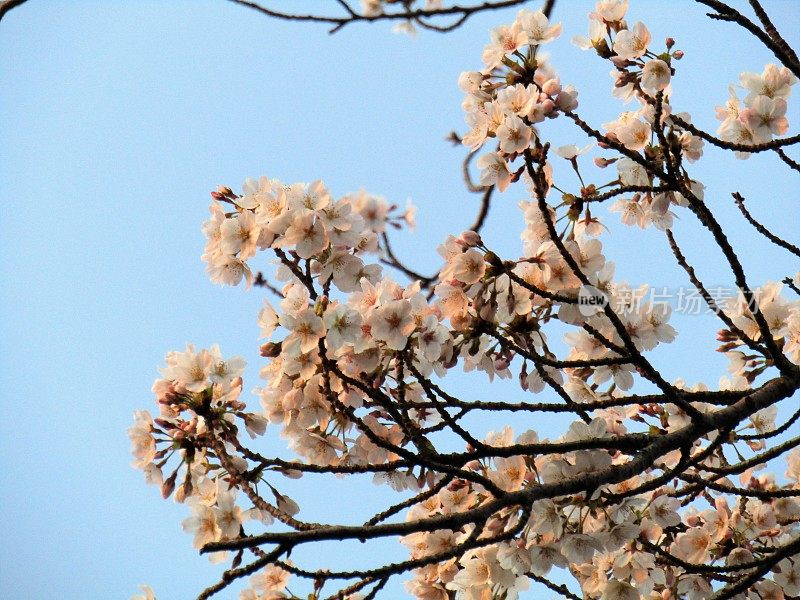 日本。3月底。清晨。樱花在初升的第一缕阳光中绽放。