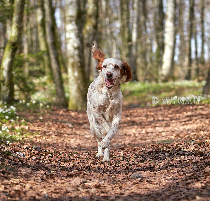 挪威Vestfold森林里奔跑的英国塞特犬