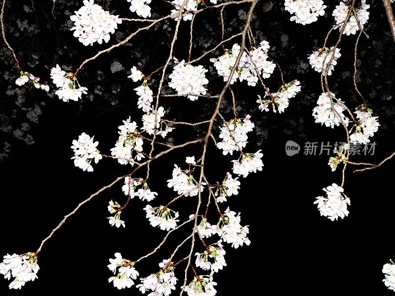日本。3月。午夜樱花。