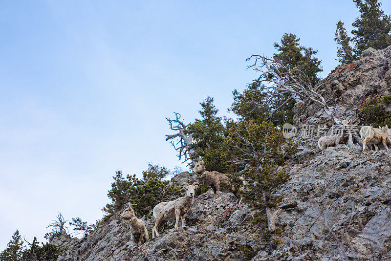 在蒙大拿山脉的岩石上栖息的山羊