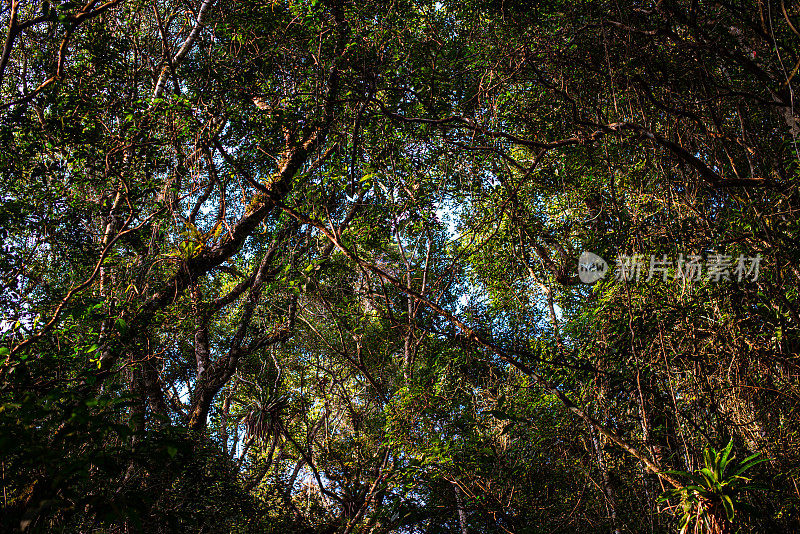 大西洋森林的树冠-亚马逊