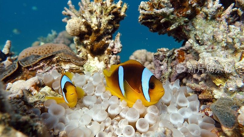 小丑fish.Nemo。
