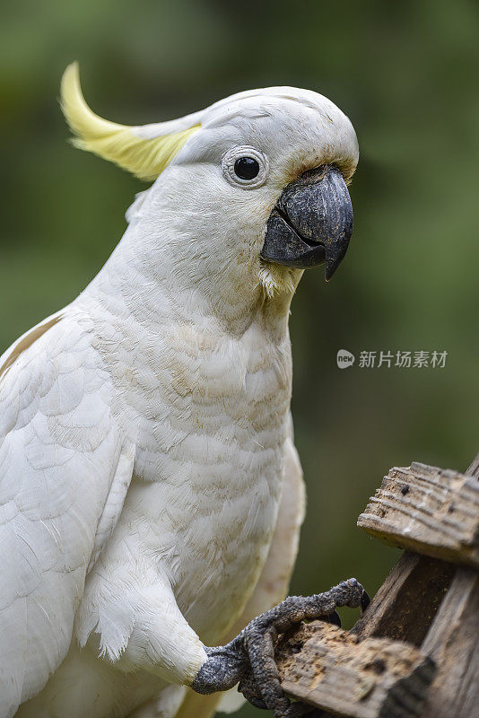 硫葵花凤头鹦鹉