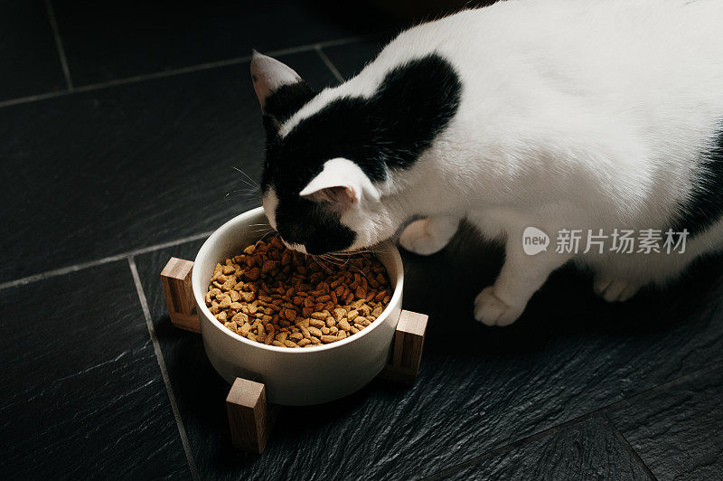 猫吃食物球