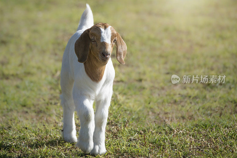 小山羊