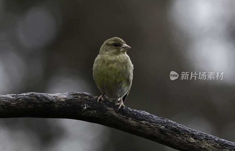 “小金翅”