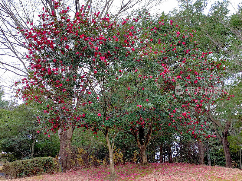 山茶花油茶花