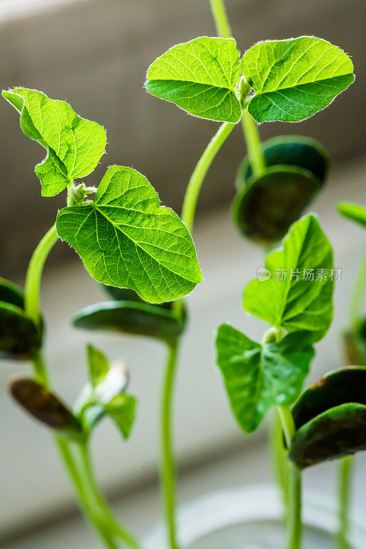 发芽的豆子。植物幼苗