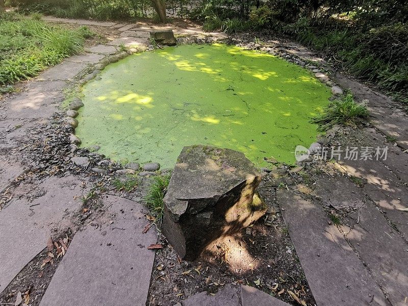 2021年8月，Düsseldorf大众公园的绿色池塘