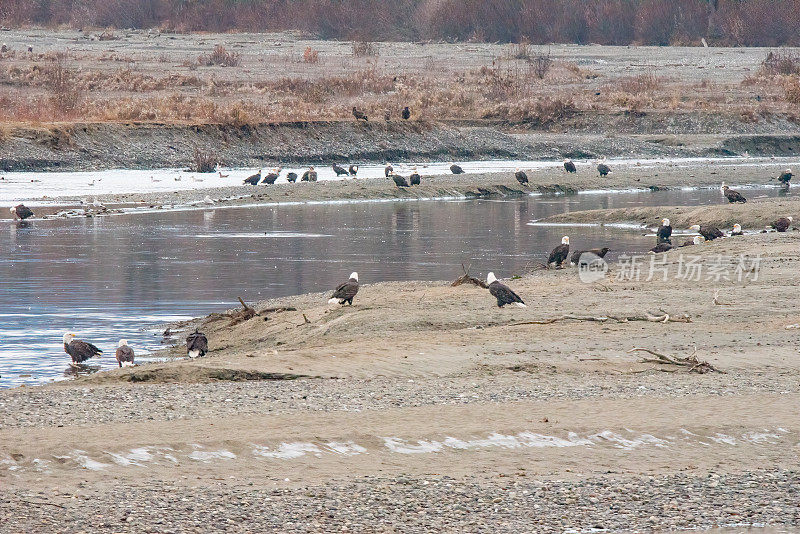 30只阿拉斯加秃鹰在奇尔卡特河