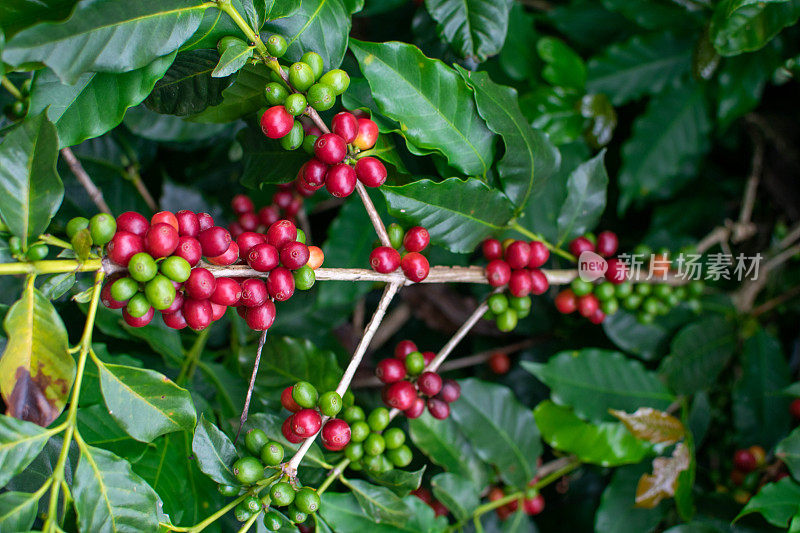 咖啡豆在树上成熟。