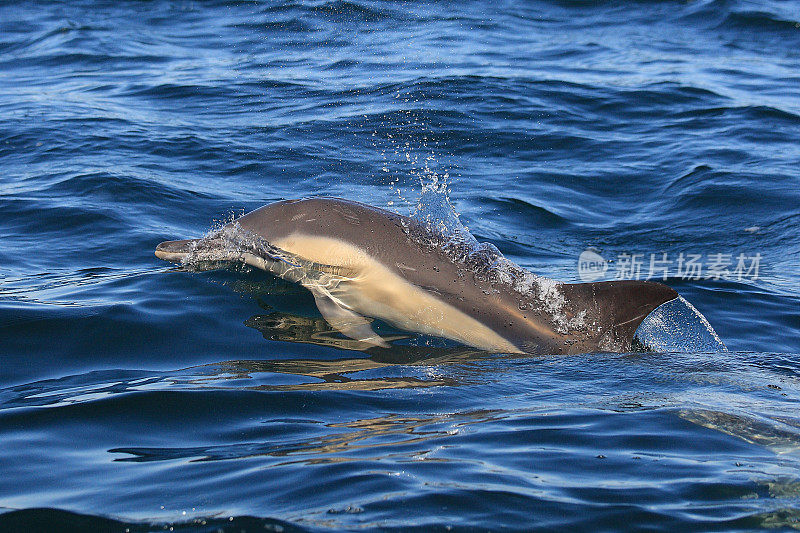在南非福斯湾观察到的长喙普通海豚，鸭嘴海豚
